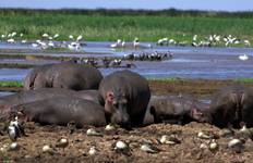 7-Day Tanzania's Heart Wildlife Adventure Safari Tour