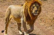 7 Days Best Great Migration River Crossing Safari Tour