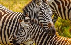 3 Days Tarangire, Ngorongoro & Manyara Safari from Moshi Tour