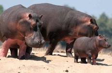 Circuito Safari de 3 días por el Serengeti y el Ngorongoro desde Zanzíbar