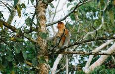 Circuit Véritable Bornéo (6 destinations)