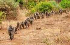 Circuit Safari haut de gamme de 7 jours en Tanzanie pour découvrir la faune sauvage