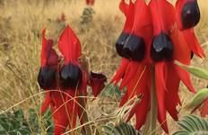 Perth to Broome Wildflower Tour