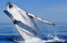 Humpback Whale Snorkel Ningaloo Reef Tour