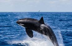 Killer Whale (Orca) Bremer Bay Tour