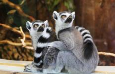 Circuit Voyage à travers Madagascar Explorer Antananarivo à Andasibe 7 Jours/6 Nuits (Confort)