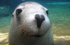 Pinnacles and Sea Lions Adventure