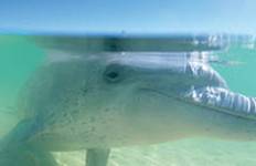 Circuit Les incontournables de l’Australie-Occidentale : côte de l’Outback et Wave Rock - Forfait