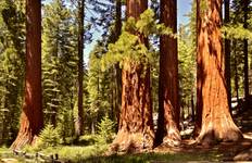 Circuit Excursion au Yosemite et au Giant Sequoia