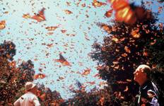 Circuit Migration des papillons monarques au Mexique