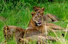 Circuit 6 jours : Migration des gnous du Serengeti Traversée de la rivière Mara (juillet-octobre)