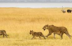 Circuit 4 jours de voyage en camping dans le Serengeti, le Ngorongoro et le Tarangire