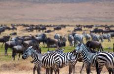 Circuit 5 jours de voyage en camping dans le Tarangire, le Serengeti et le Ngorongoro
