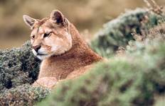 Circuit Pistage des pumas en Patagonie : 1 journée d'aventure dans la région de Torres del Paine