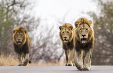 Circuit Grand tour d'Afrique du Sud - 14 jours