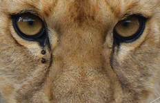 5-Northern Circuit Safari (Manyara, Serengeti, Ngorongoro) Tour