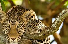 4 Days, Joining Group Safari Tour Tanzania Tour