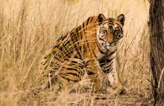 Luxury Ranthambore with Historical North India Tour