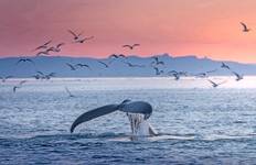 Rondreis Ultieme IJsland naar Canada: Wilde dieren & gletsjers