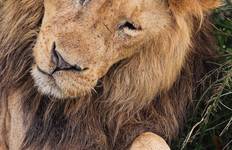 Circuit 6 jours Masai Mara - L. Nakuru - Amboseli Classic Budget Safari