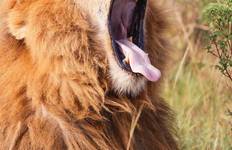 Circuit Safari budget de 5 jours au Masai Mara, au lac Nakuru et à Hell's Gate