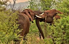 Reise zum Forest Base Camp 6 Tage Reise