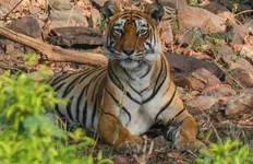 Circuit 6 jours - Circuit privé de luxe Best Seller du Triangle d'Or avec safari faune et flore, tigre et léopard, et cours de cuisine,