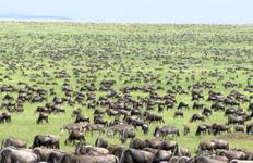 14 Tage Serengeti, Masai Mara & Gorilla Trekking Erlebnis Reise