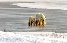 Rondreis De ijsberen van Churchill & het Canadese poolgebied naar New York - Cruise & Land Journey