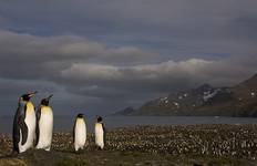 Falklands, South Georgia & Antarctica: Explorers and Kings, Operated by Quark Tour