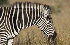 Circuit Afrique du Sud : Randonnée et faune