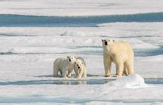 Realm of the Polar Bear - M/V Ocean Albatros Tour