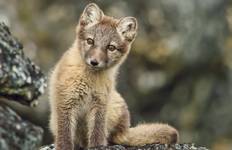 Svalbard, Jan Mayen, Greenland and Iceland - M/V Ocean Albatros Tour