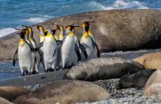 Ultimate Journey: South America, Antarctica & South Georgia Tour