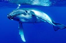 Reefs & Volcanic Isles: Tahiti to Fiji Tour