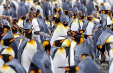Antarctica, South Georgia & the Falklands Tour