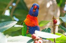 Australia’s East Coast, Great Barrier Reef & Sydney - Cruise & Land Journey Tour
