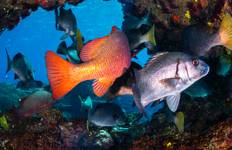 Great Barrier Reef to Papua New Guinea Tour