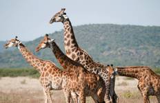 Safari and The Seychelles - Cruise & Land Journey 2028-2029 Tour