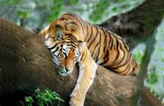 Golden Triangle & Tigers - 10 days Tour
