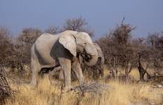 Circuit Le Botswana et les chutes Victoria - Faune et chutes d'eau