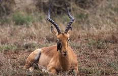 Circuit De Kruger à Vic Falls