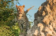 Okavango & Beyond (from Victoria Falls to Johannesburg) Tour