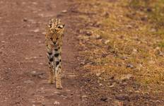 Circuit Safari en famille en Tanzanie