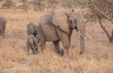 Circuit Safari en famille en Tanzanie