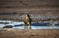 Gorillas, Game Parks & Beaches (from Nairobi to Zanzibar) Tour