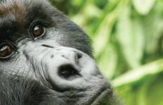 Vic Falls to Gorillas Tour
