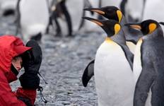 Antarktis, Südgeorgien & die Falklandinseln Reise