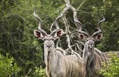 Circuit Zanzibar, chutes Victoria et Kruger - camping - 22 jours