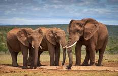 5 day Best of South Africa Highlights: Garden Route with Addo National Park Tour